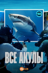 Все акулы